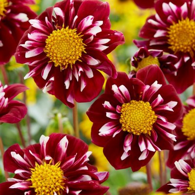 Dahlia Halskrås Impression Fantastico ® 1st