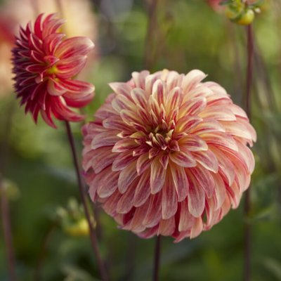 Dahlia Dekorativ Irish Pinwheel 1st