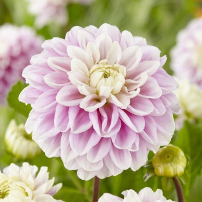 Dahlia Boll Jannick´s Symphony 1st