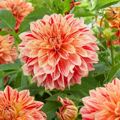 Dahlia Dekorativ Jowey Brochant 1st