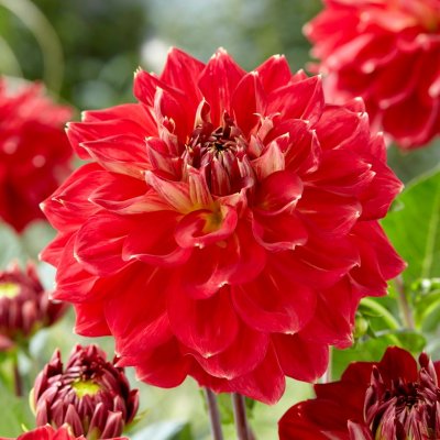 Dahlia Dekorativ Jowey Cherbourg 1st