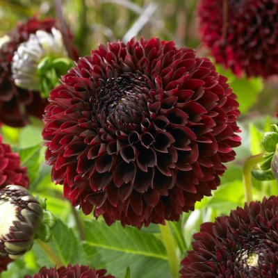 Dahlia Pompon Jowey Mirella 1st