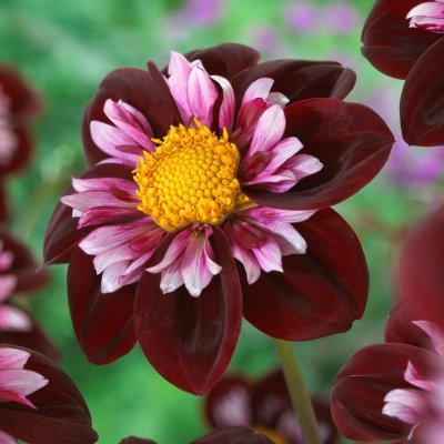 Dahlia Halskrås Joyful Investment 1st