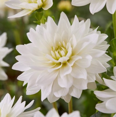 Dahlia Näckros Karma Maarten Swaan ® 1st