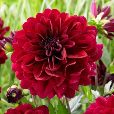 Dahlia Dekorativ Karma Naomi ® 1st