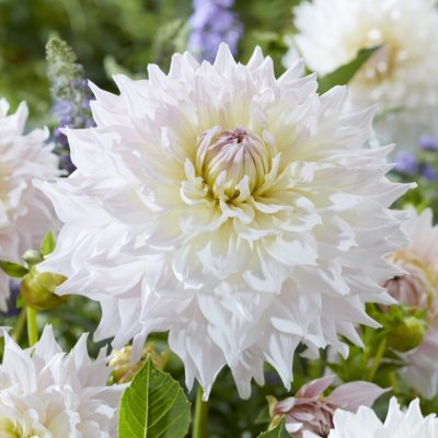 Dahlia Dekorativ Ka´s Cloud 1st