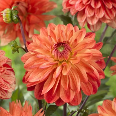 Dahlia Dekorativ Kees Verkade 1st