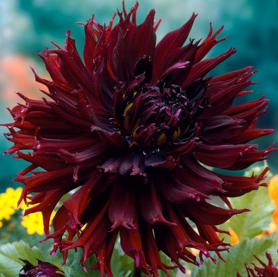 Dahlia Kaktus Kenora Macop-B 1st