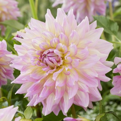 Dahlia Dekorativ Kidd´s Climax 1st