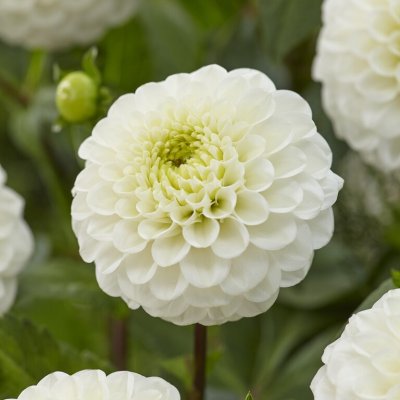 Dahlia Boll Kona 1st