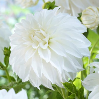 Dahlia Dekorativ Lady Liberty 1st