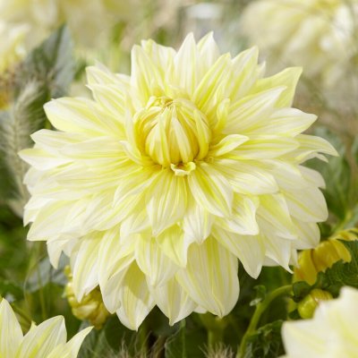 Dahlia Dekorativ La Luna 1st