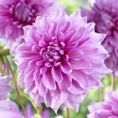 Dahlia Dekorativ Lavender Perfection 1st