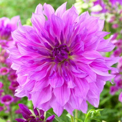 Dahlia Dekorativ Lavender Ruffles 1st