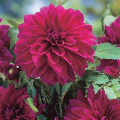 Dahlia Dekorativ Le Baron 1st