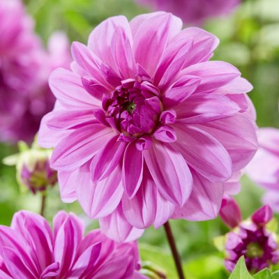Dahlia Dekorativ Lilac Time 1st