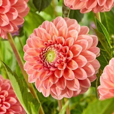 Dahlia Pompon Linda´s Baby 1st