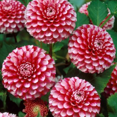 Dahlia Boll Little William 1st