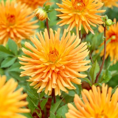 Dahlia Kaktus Ludwig Helfert 1st