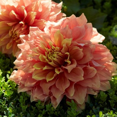 Dahlia Dekorativ Mango Madness 1st