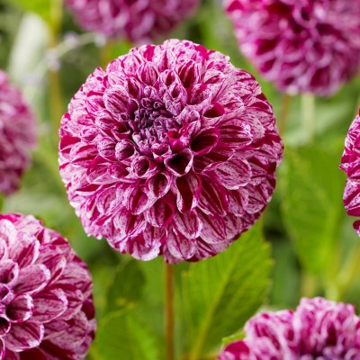 Dahlia Dekorativ Marble Ball ™ 1st