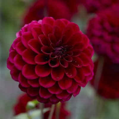 Dahlia Boll Maroon Fox ® 1st