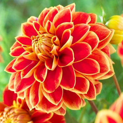 Dahlia Dekorativ Maxime 1st