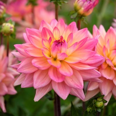 Dahlia Dekorativ Melody Dora ® 1st