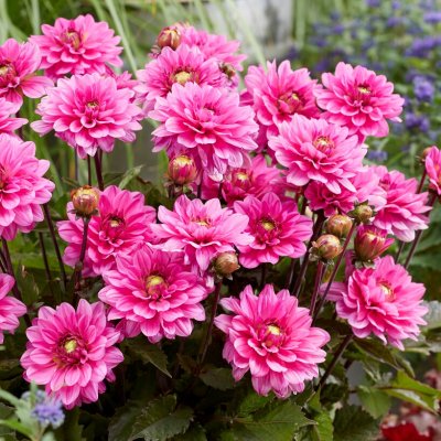 Dahlia Dekorativ Melody Fanfare ® 1st
