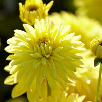 Dahlia Dekorativ Melody Latin ® 1st