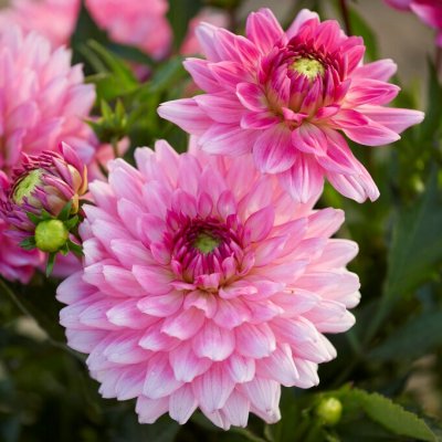 Dahlia Dekorativ Melody Lizza ® 1st