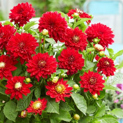 Dahlia Dekorativ Melody Mambo ® 1st