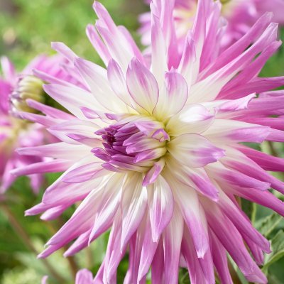 Dahlia Kaktus Mingus Randy 1st