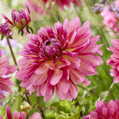 Dahlia Kaktus Misses Dutch 1st