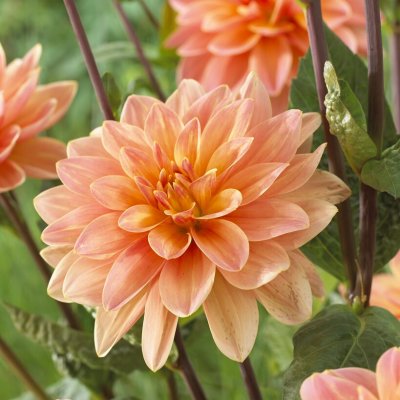 Dahlia Näckros Mister Frans 1st