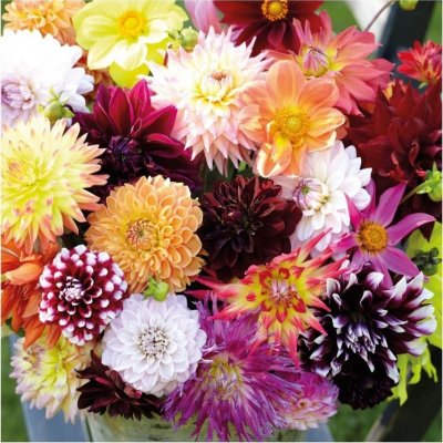 Dahlia Mix 5st