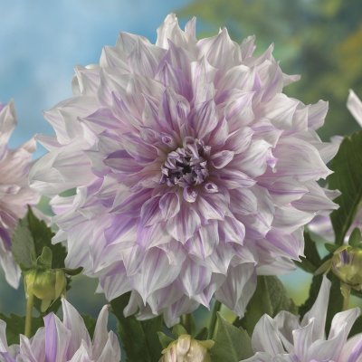 Dahlia Dekorativ Mom´s Special 1st
