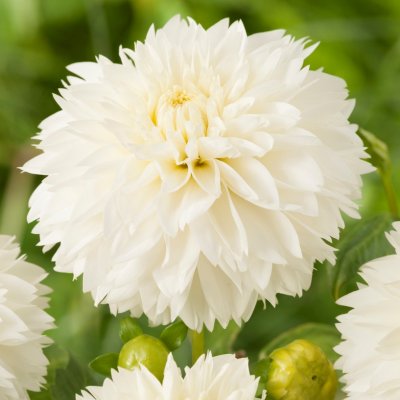 Dahlia Dekorativ Fubuki Myama 1st