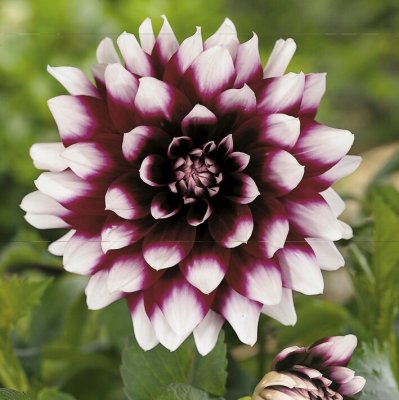 Dahlia Dekorativ Mystery Day 1st