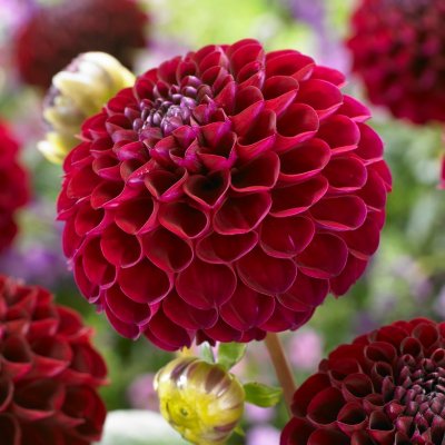 Dahlia Pompon Natal 1st