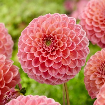 Dahlia Pompon Nathalie G 1st