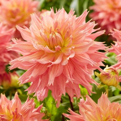 Dahlia Dekorativ Omega 1st