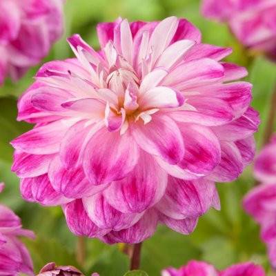 Dahlia Dekorativ Optic Illusion 1st