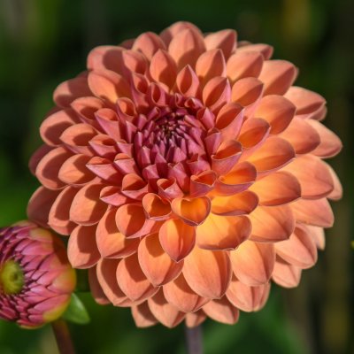 Dahlia Boll Orange Breeze 1st