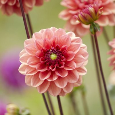 Dahlia Dekorativ Orange Girl 1st