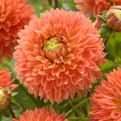 Dahlia Dekorativ Orange Impact 1st