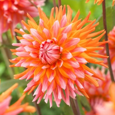 Dahlia Kaktus Orange Turmoil 1st