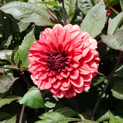 Dahlia Dekorativ Orient Express 1st