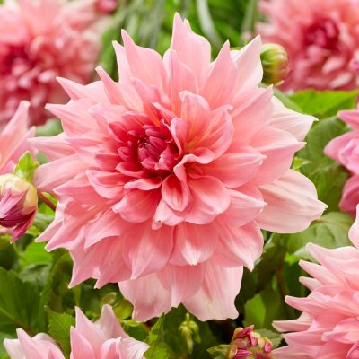 Dahlia Dekorativ Otto's Thrill 1st