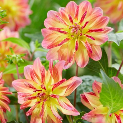 Dahlia Näckros Pacific Ocean 1st